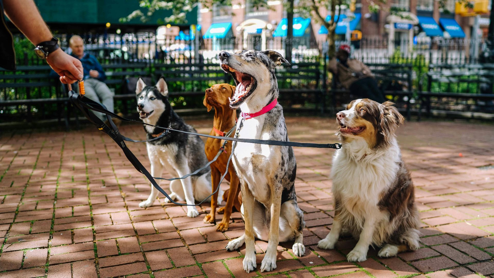 four dogs on park