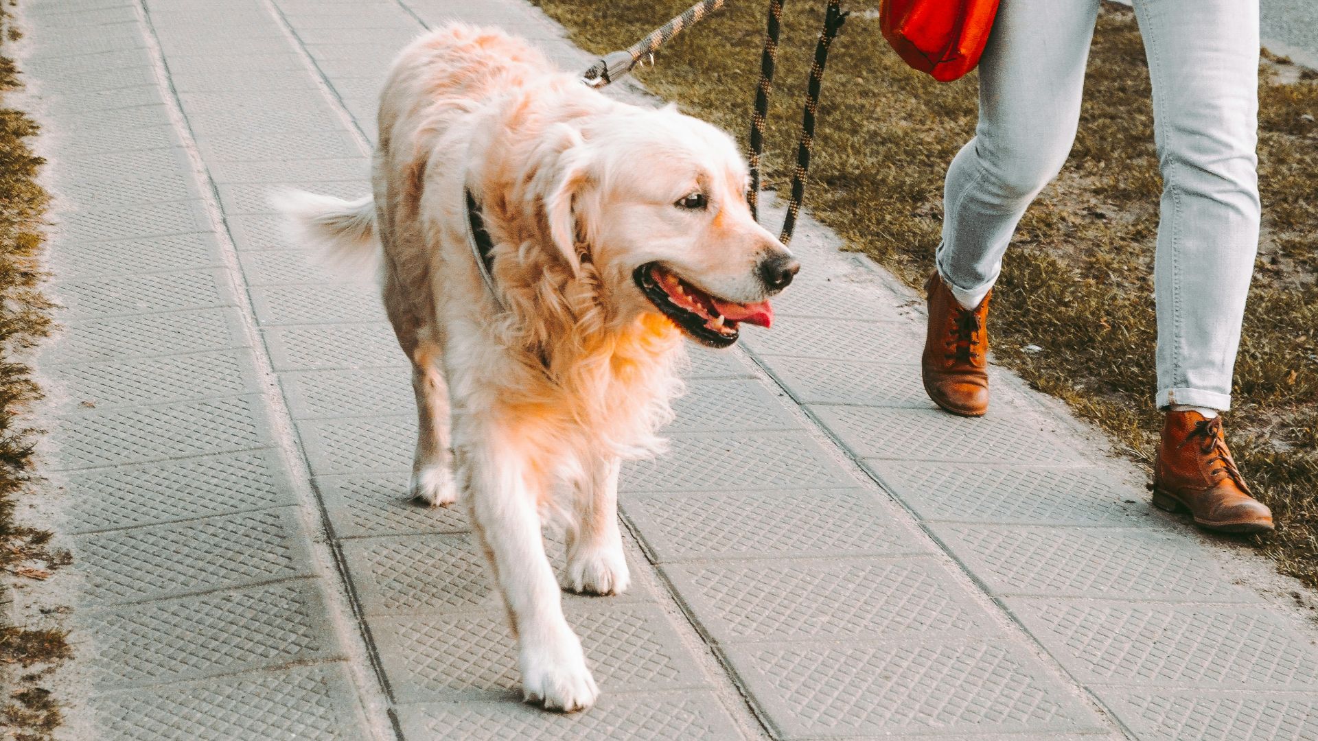 person walking beside Golden retriever on the street
