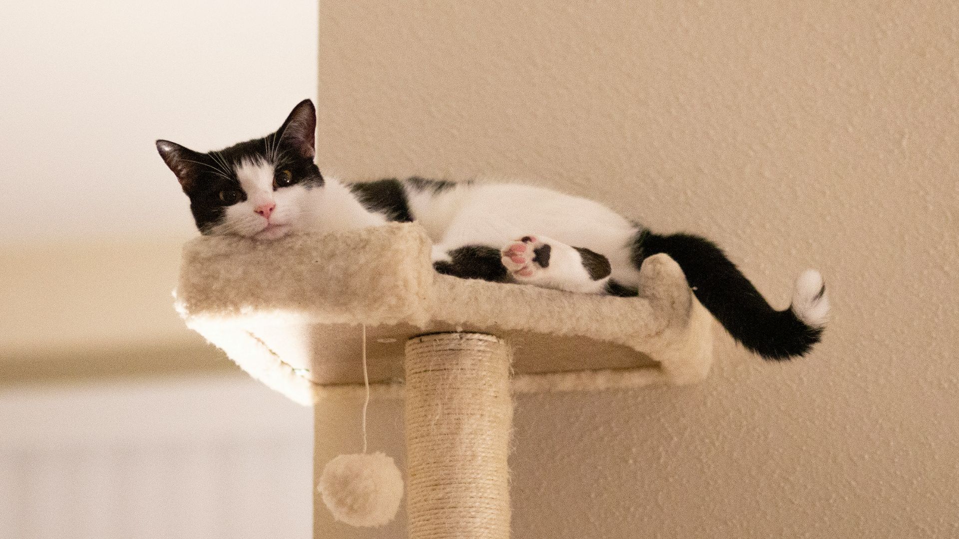 a black and white cat laying on top of a scratching post