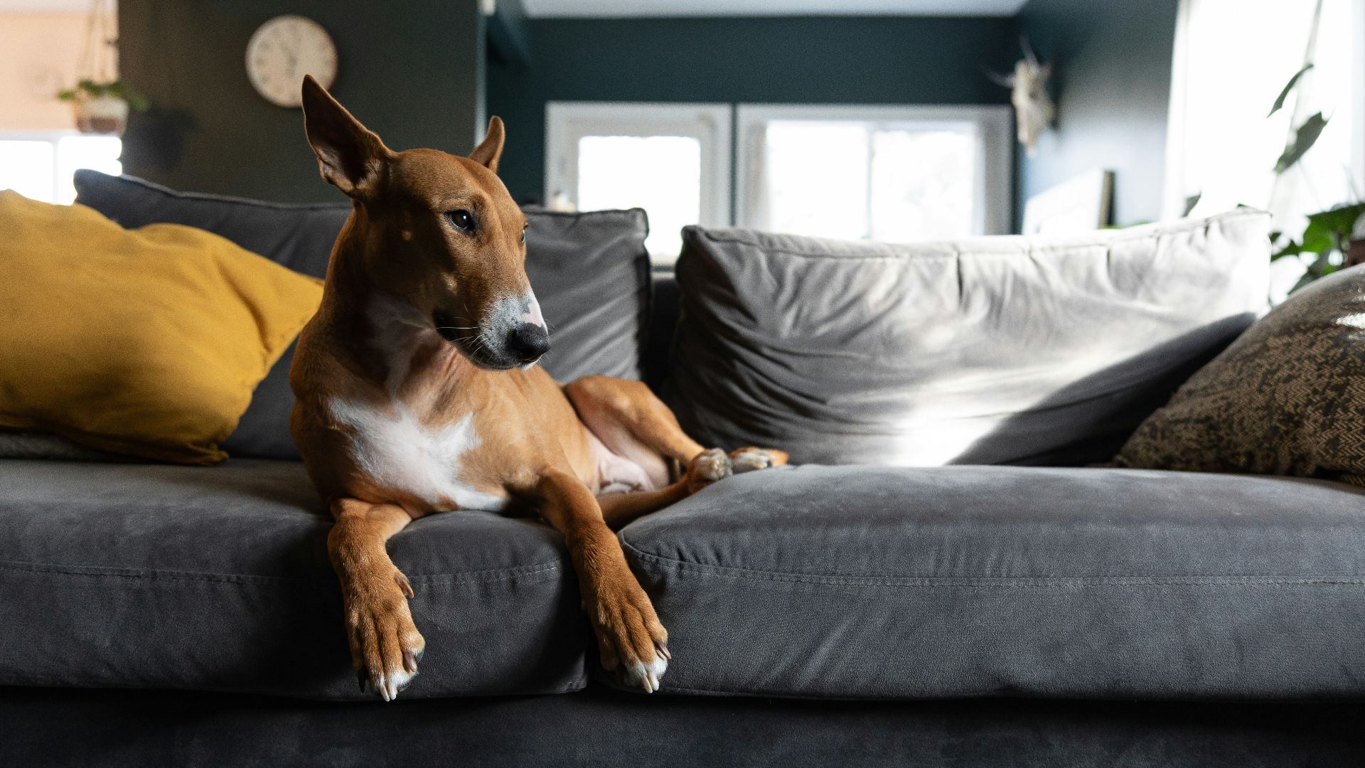a brown and white dog laying on top of a gray couch