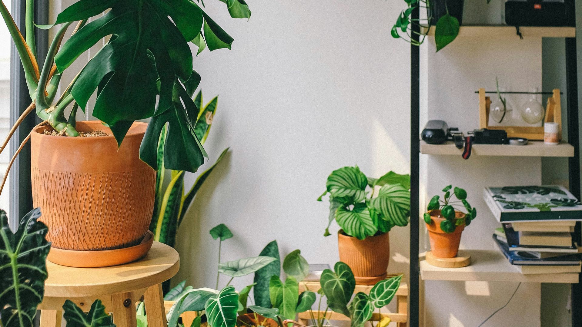 green potted plant on brown wooden table