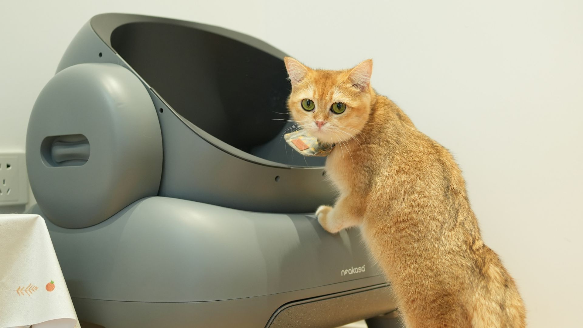 A cat standing on its hind legs in front of a TV