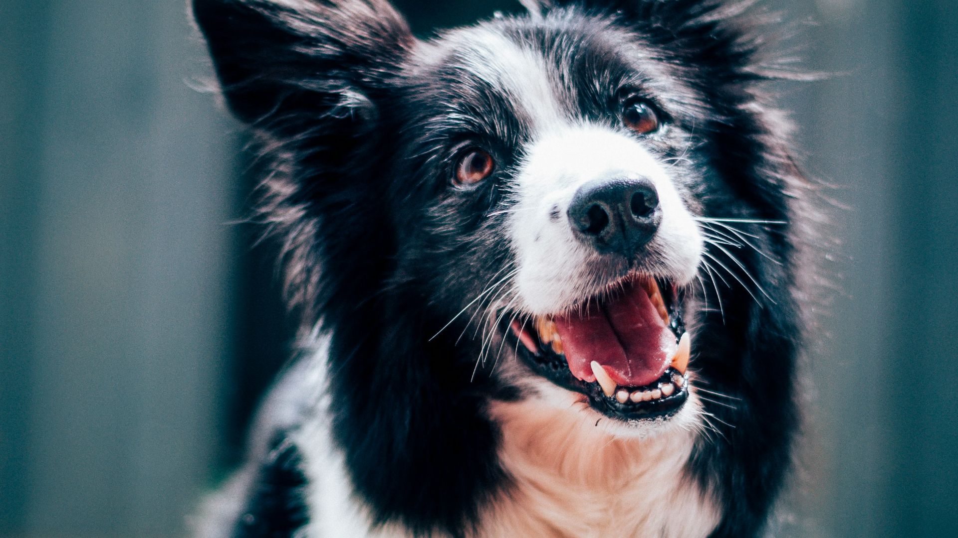 long-coated black and white dog during daytime