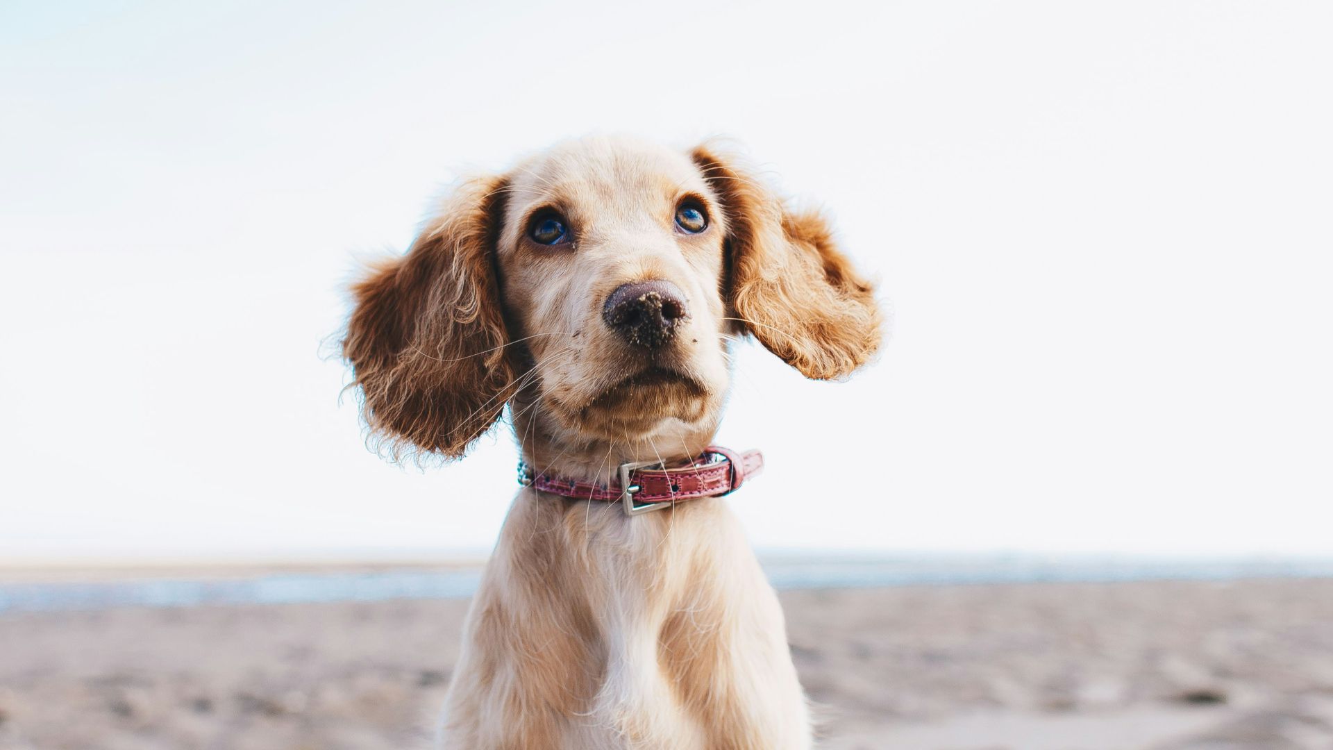 a brown dog sitting on top of a sandy beach