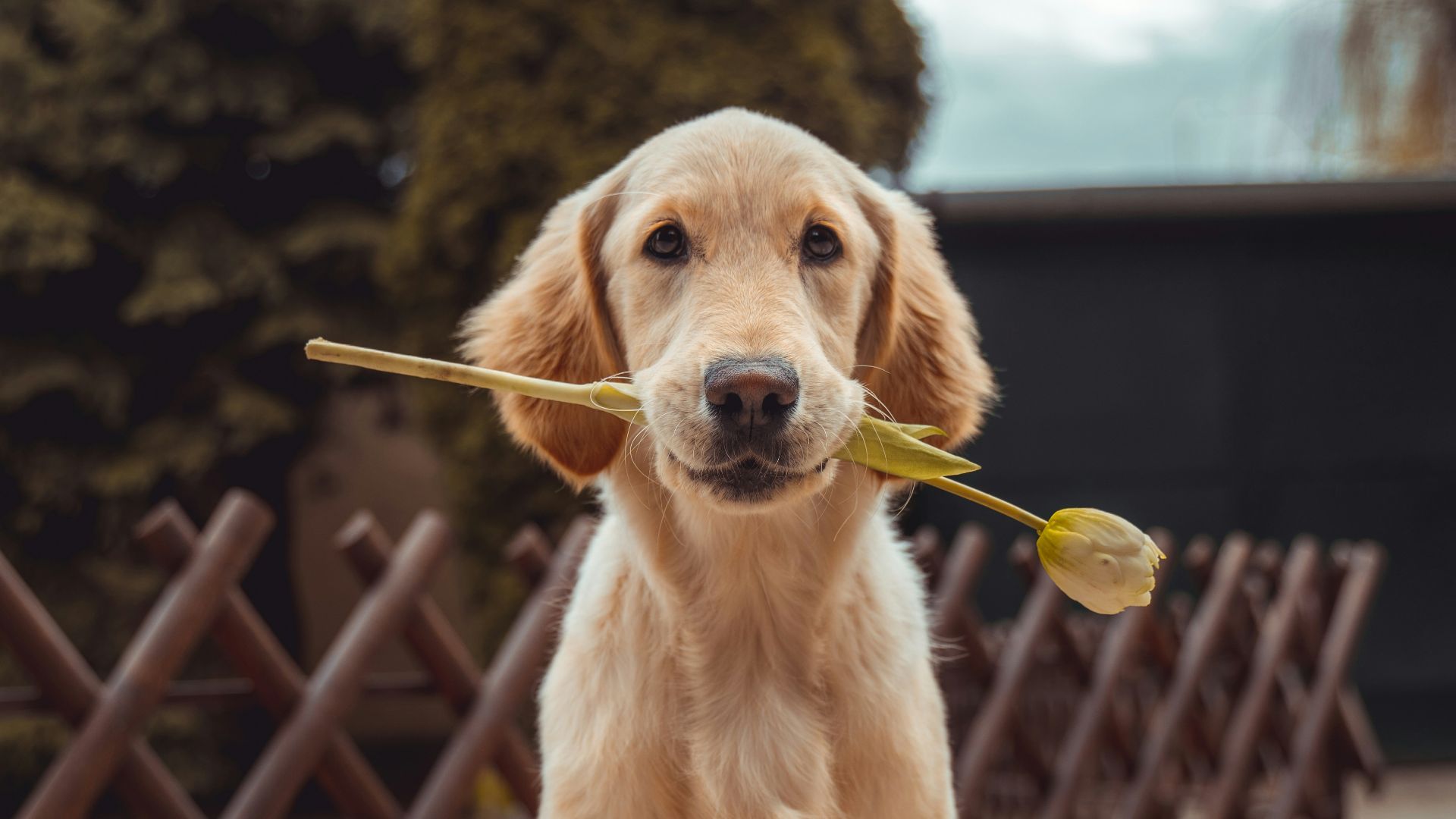 yellow Labrador retriever biting yellow tulip flower