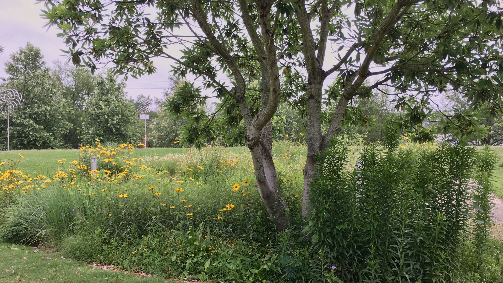 a tree in a grassy field next to a bench