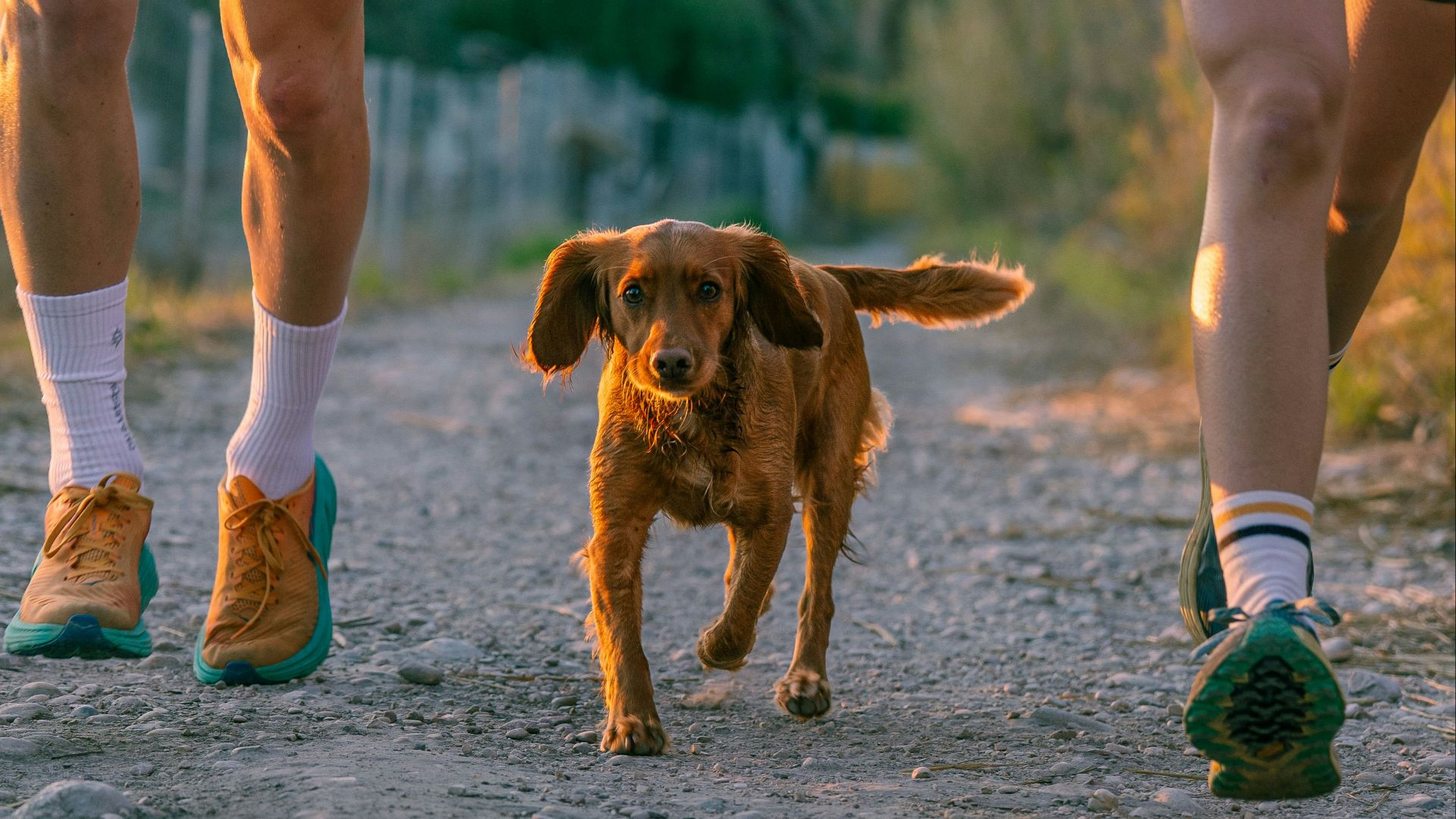 A couple of people that are running with a dog