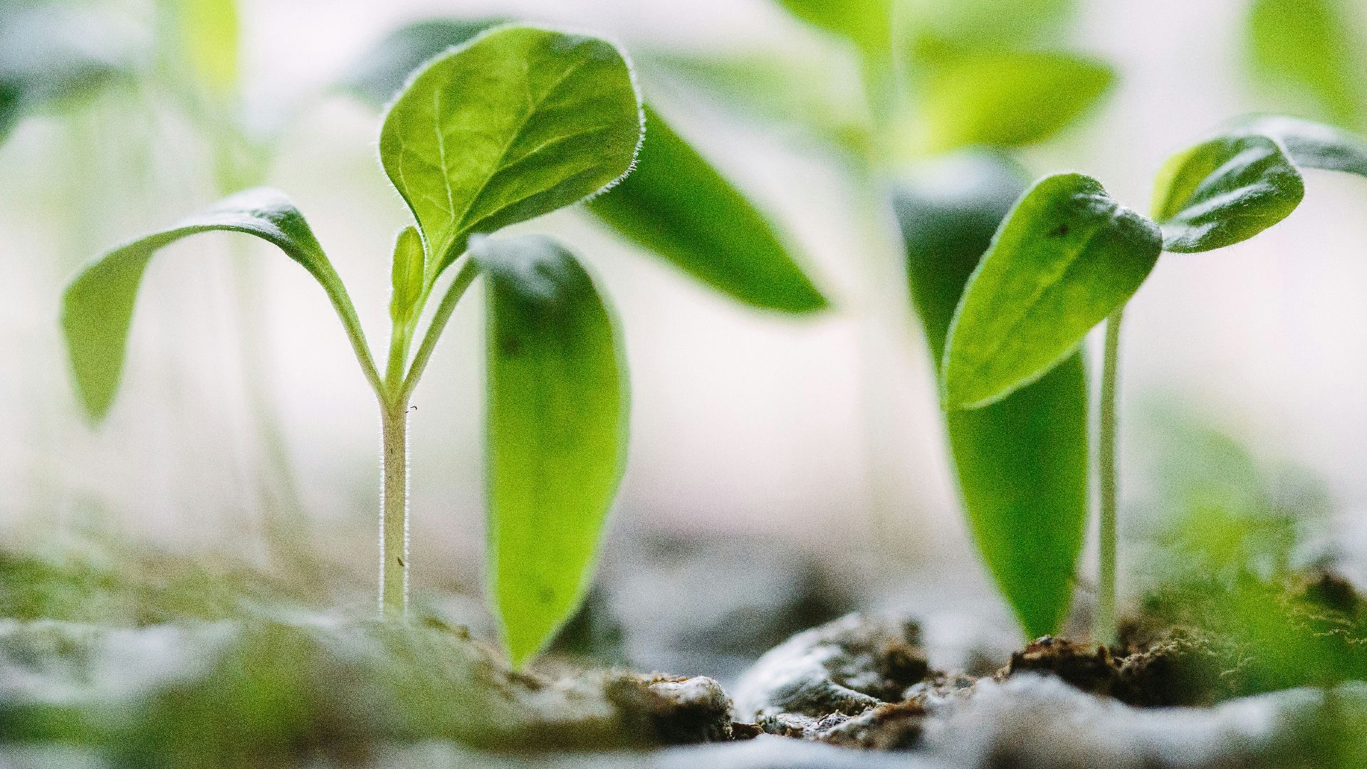 green plants on soil