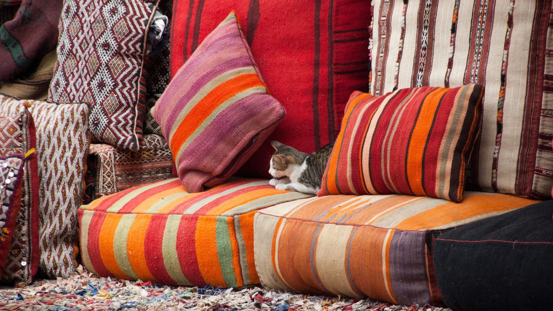 File:Kitten among sofa cushions (2010).jpg
