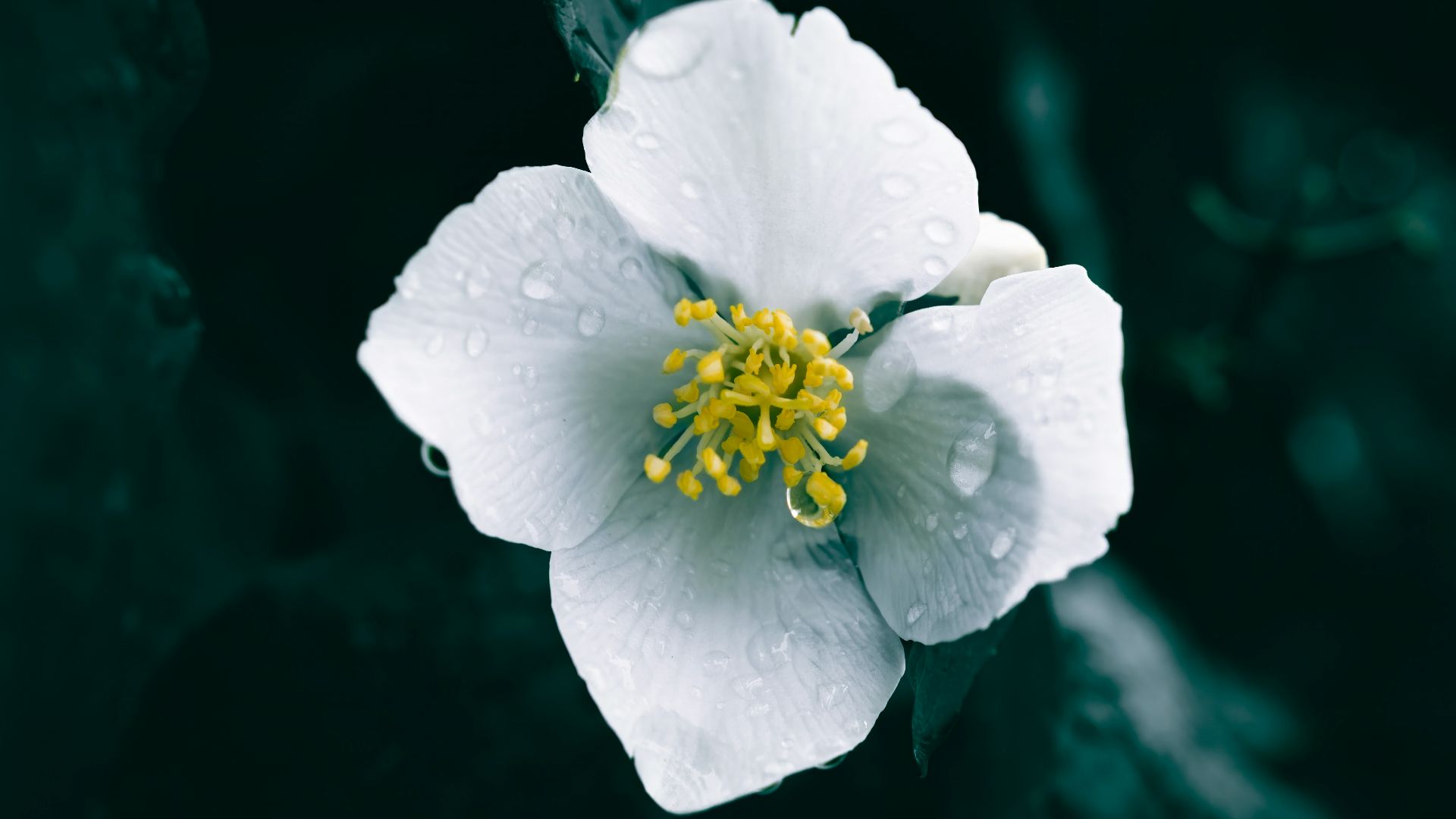 a white flower with a yellow center surrounded by water droplets