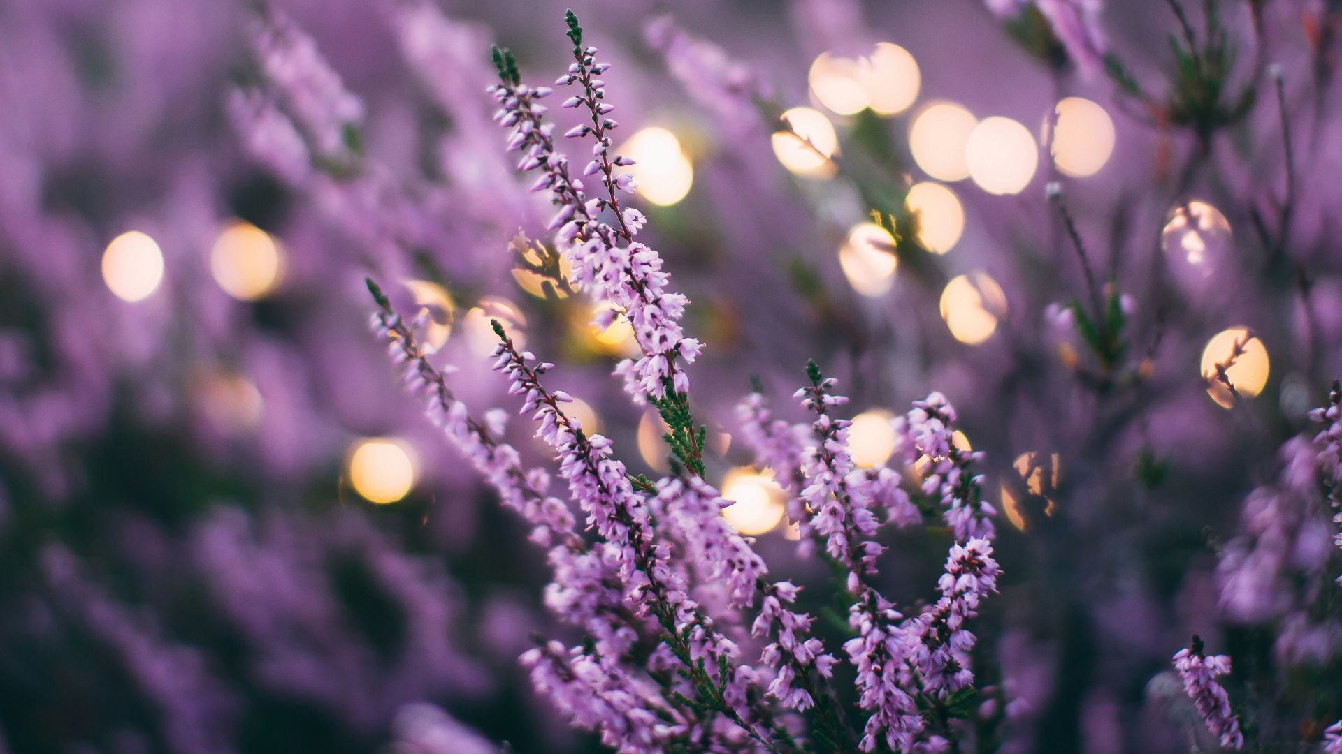 tilt shift lens pink fetal flowers