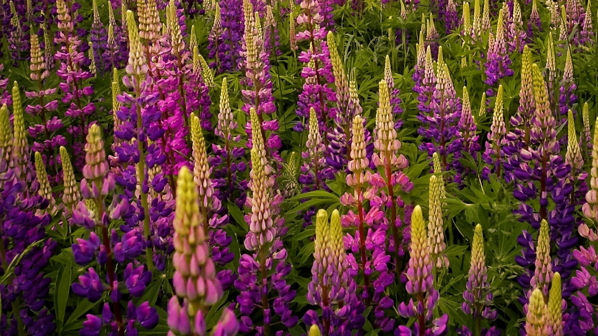 purple flower field during sunset