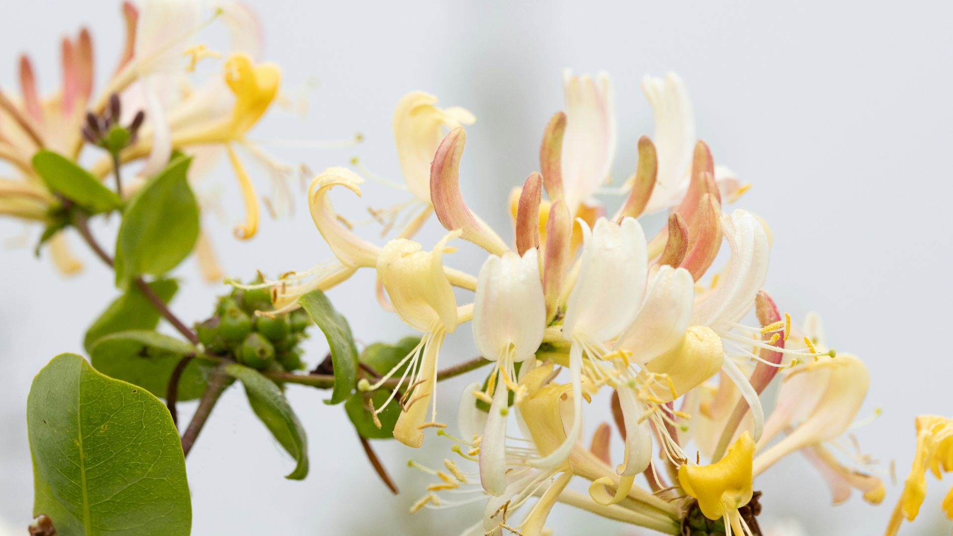 A bunch of flowers that are on a tree