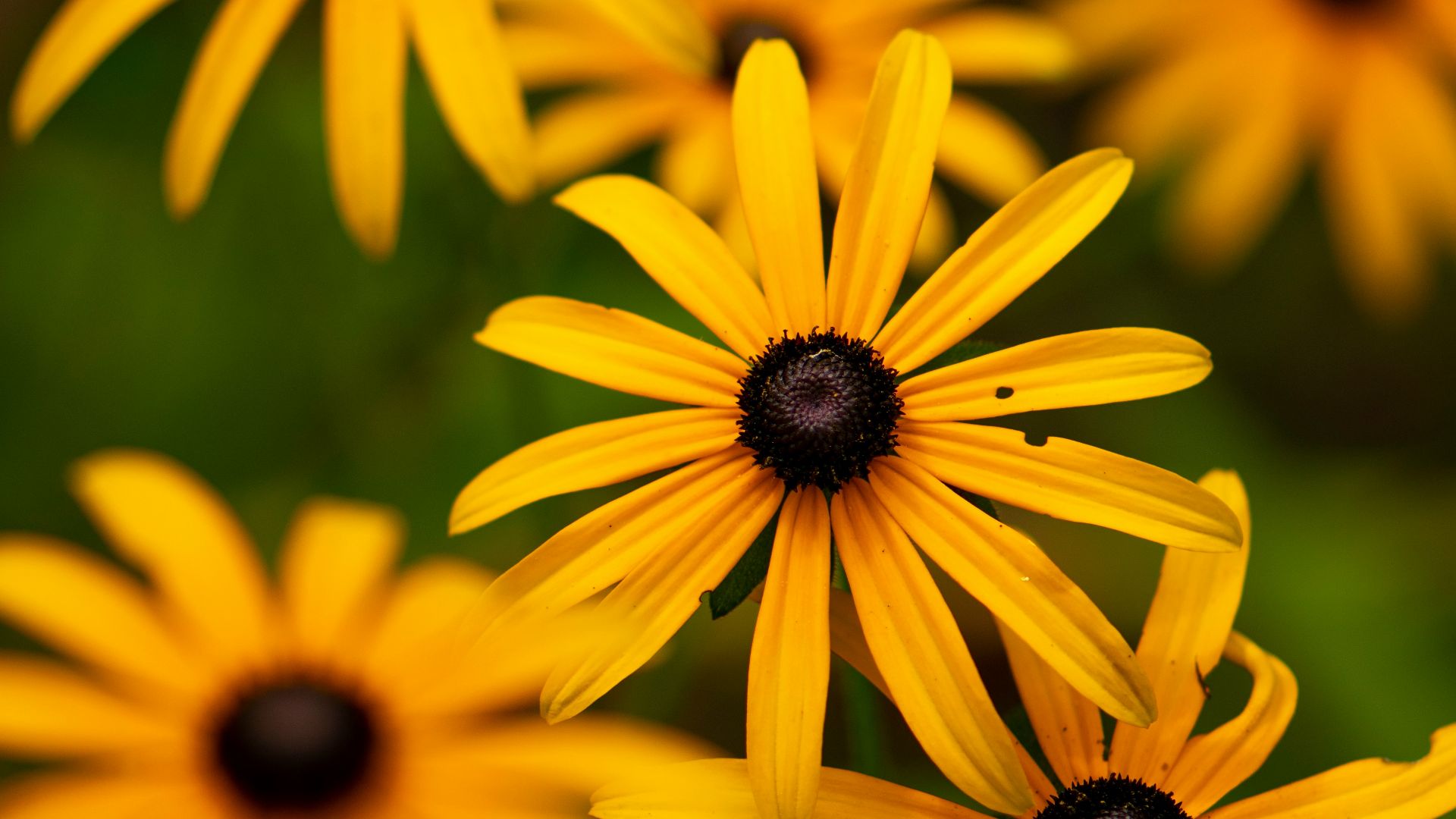 a group of yellow flowers