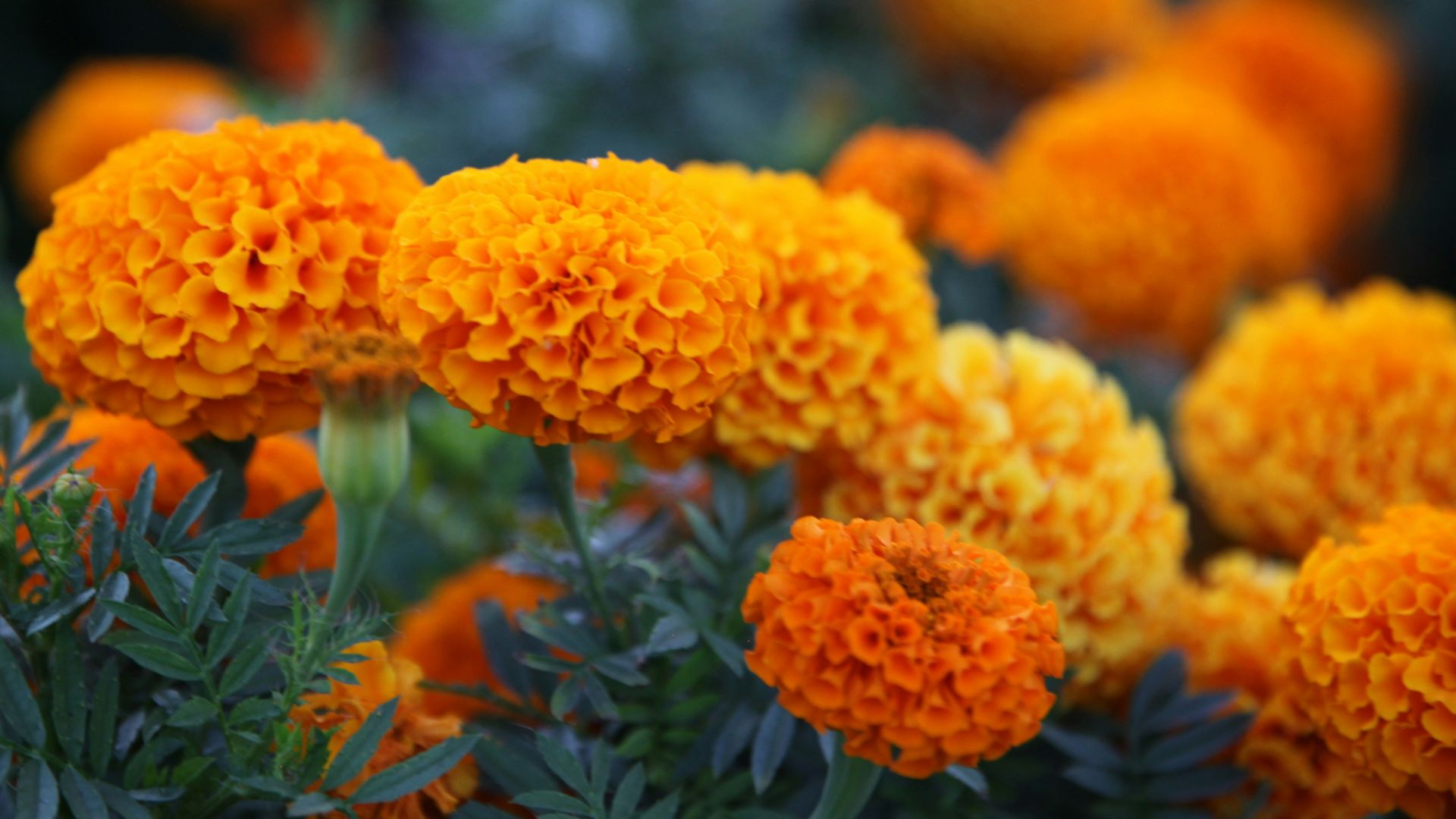 orange flowers with green leaves