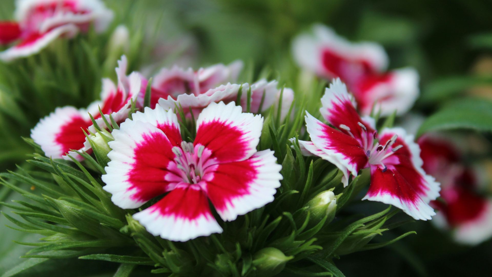 a close up of some flowers