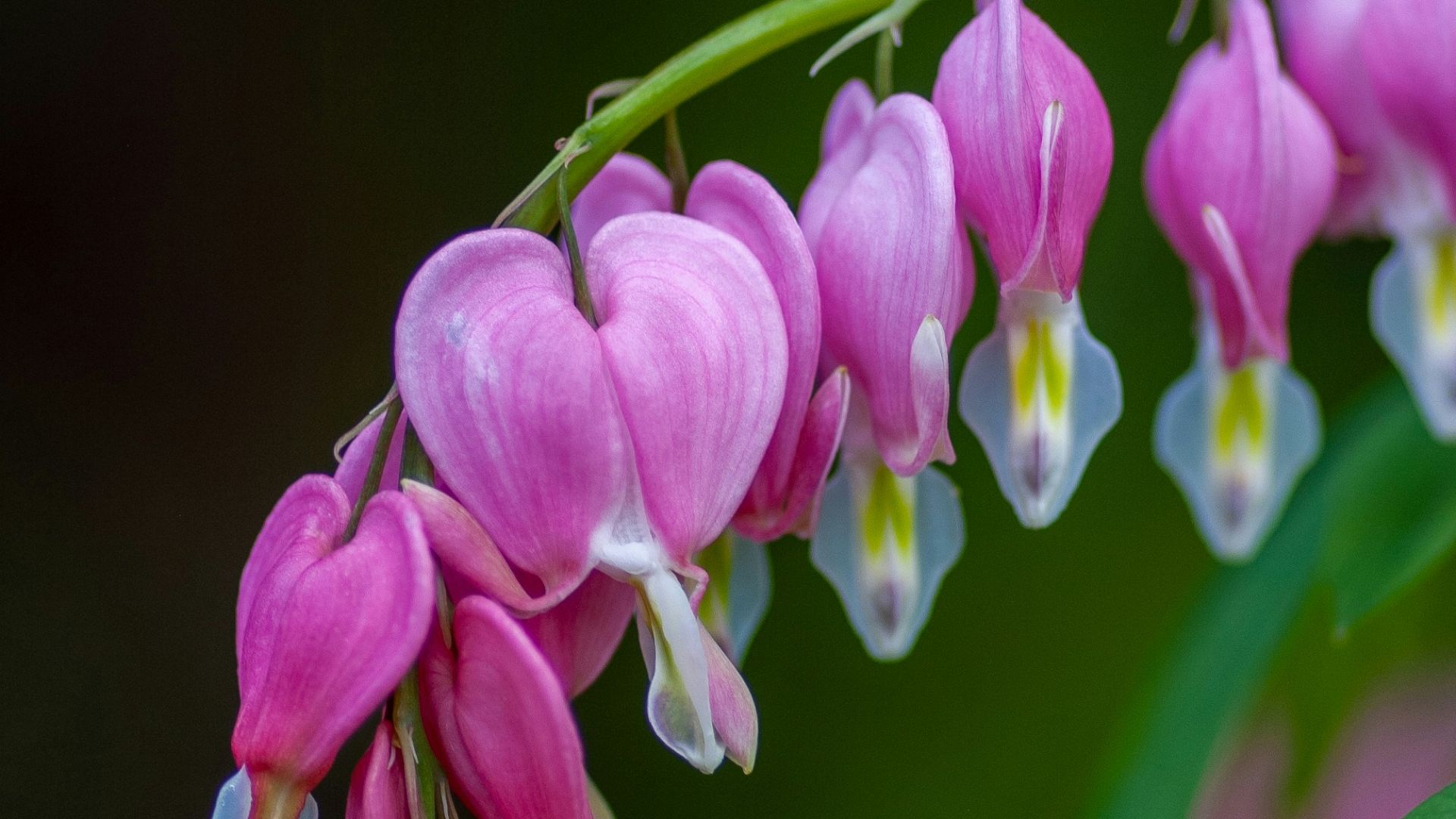 pink bleeding heart flower