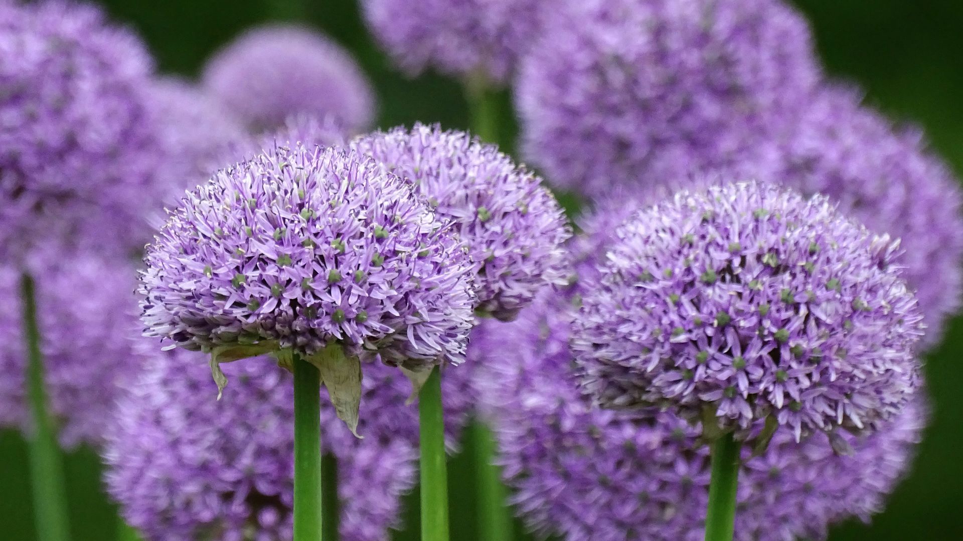 purple flower in macro lens