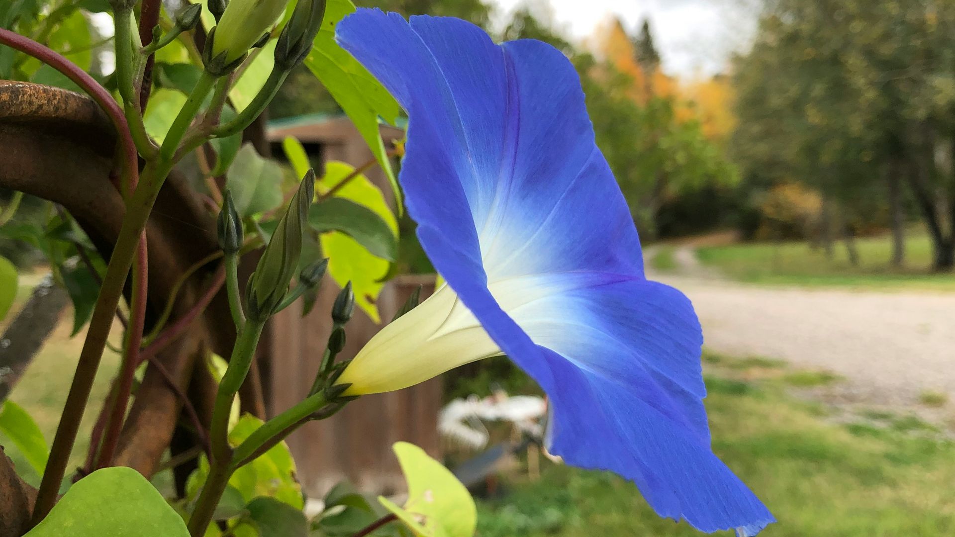 a blue flower is growing on a tree