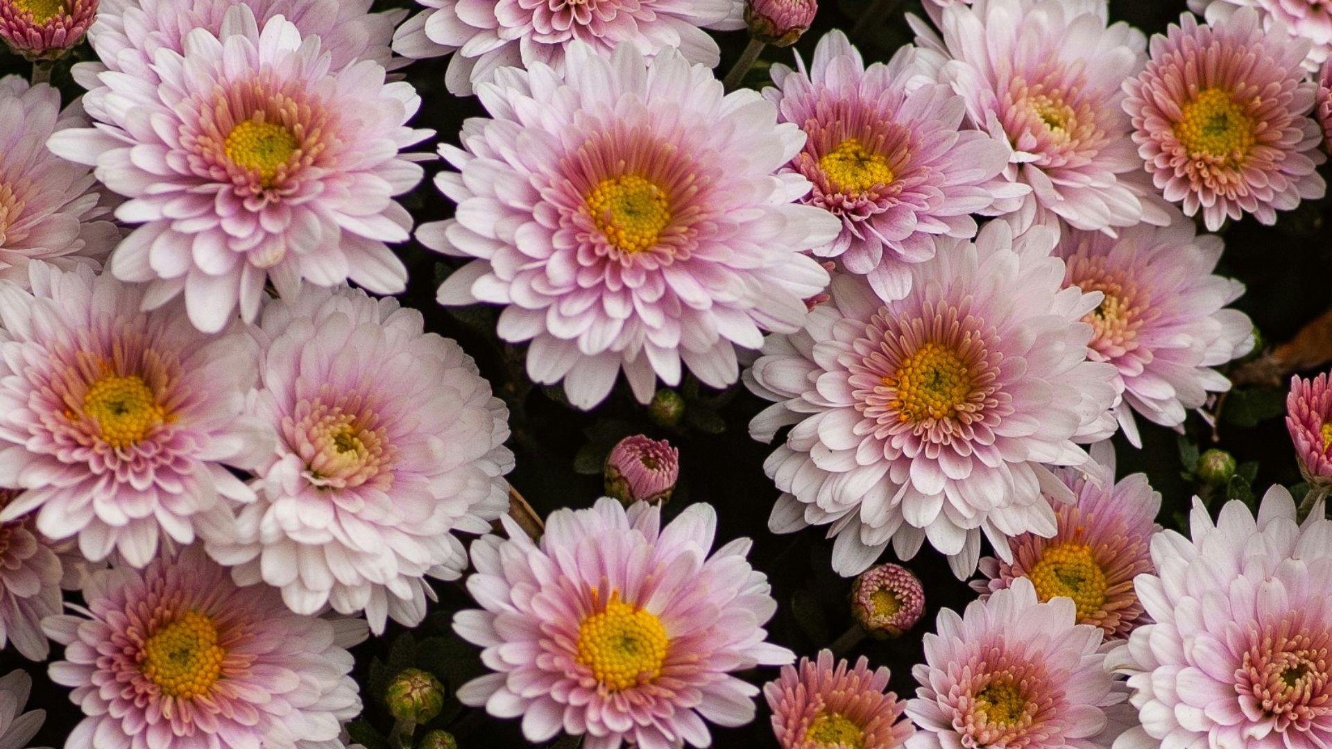 white-and-pink petaled flwoers