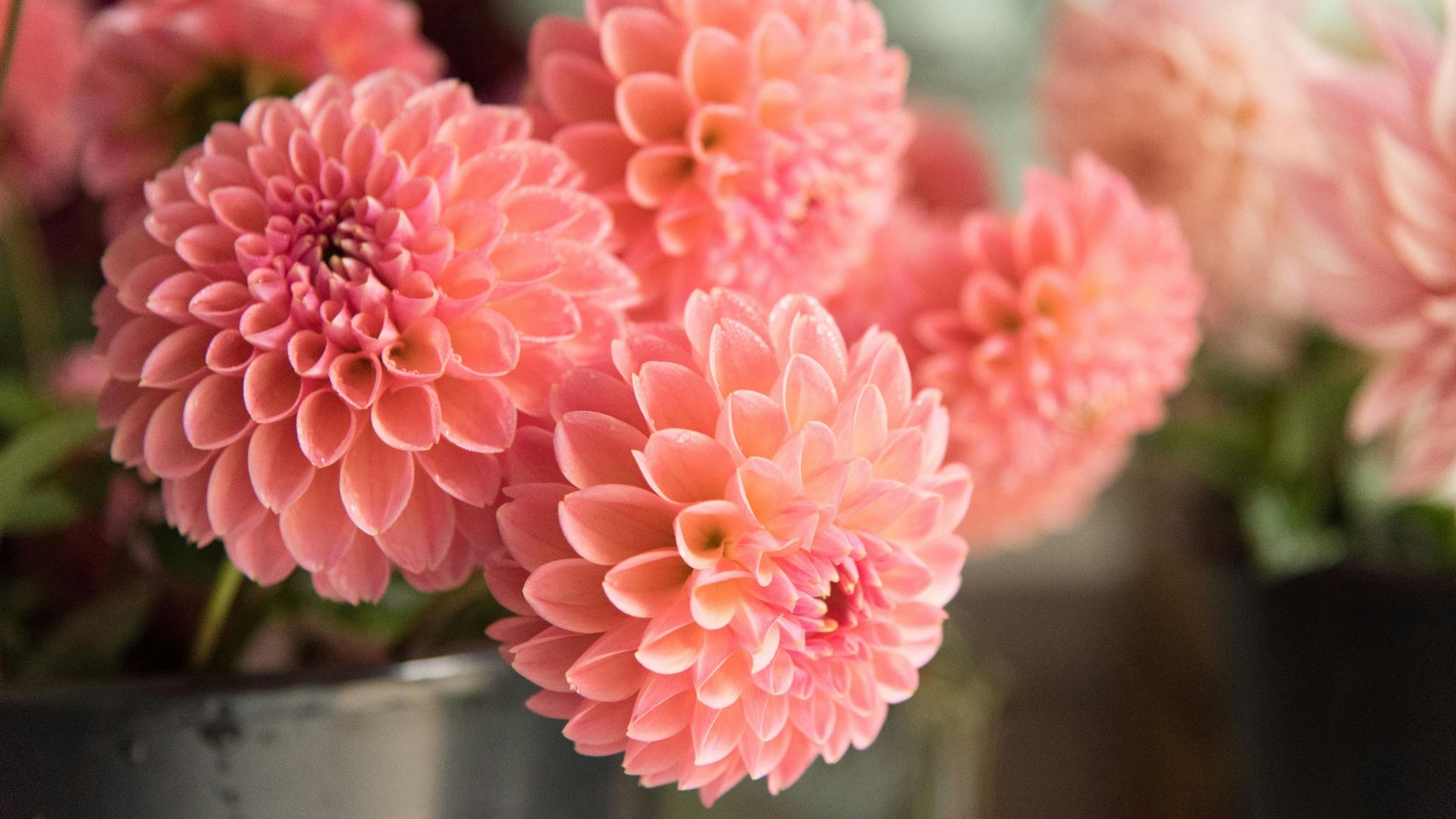 pink flowers in clear glass vase