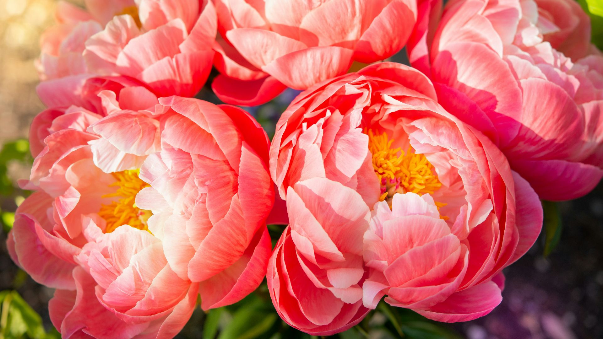 pink and white flower in close up photography
