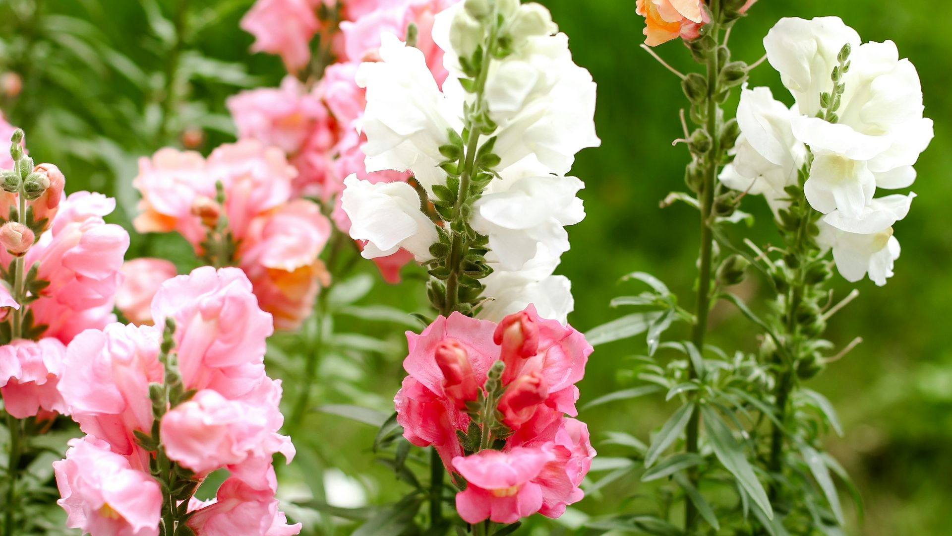 a group of pink and white flowers in a pot