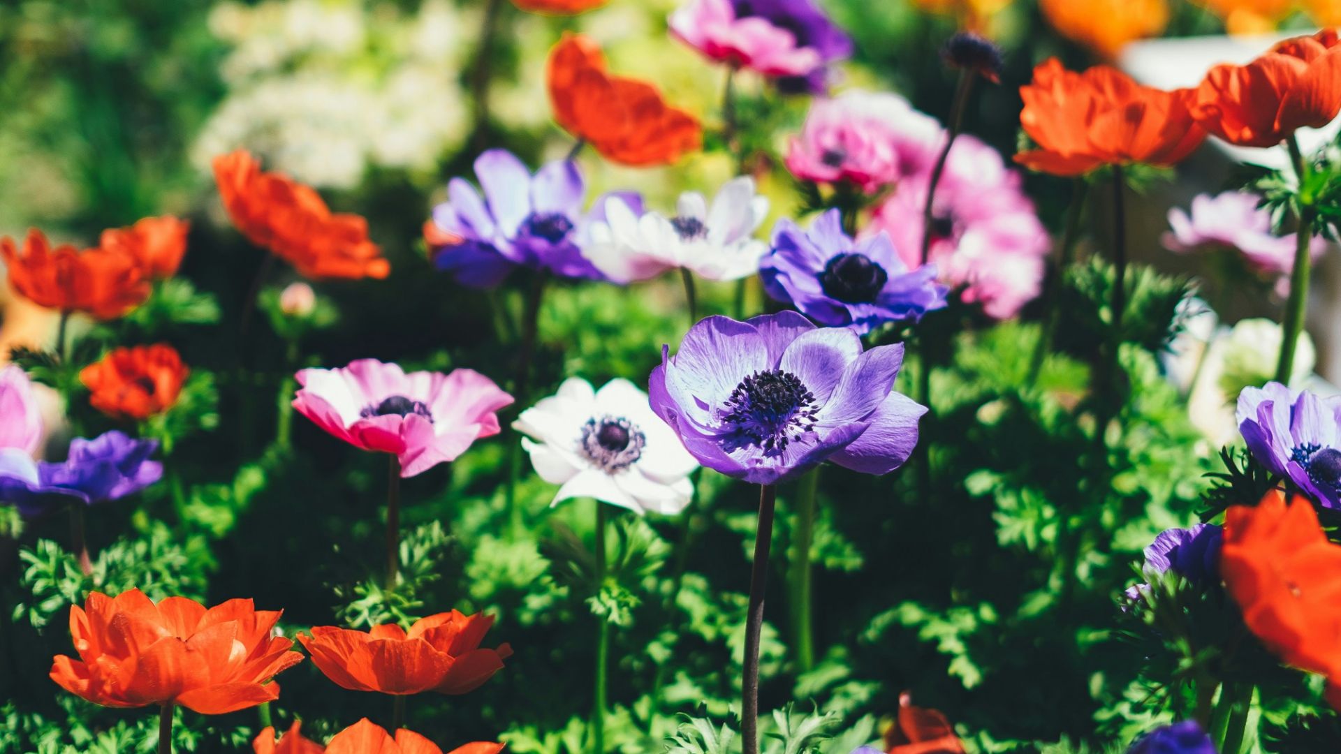 assorted flowers in shallow focus lens