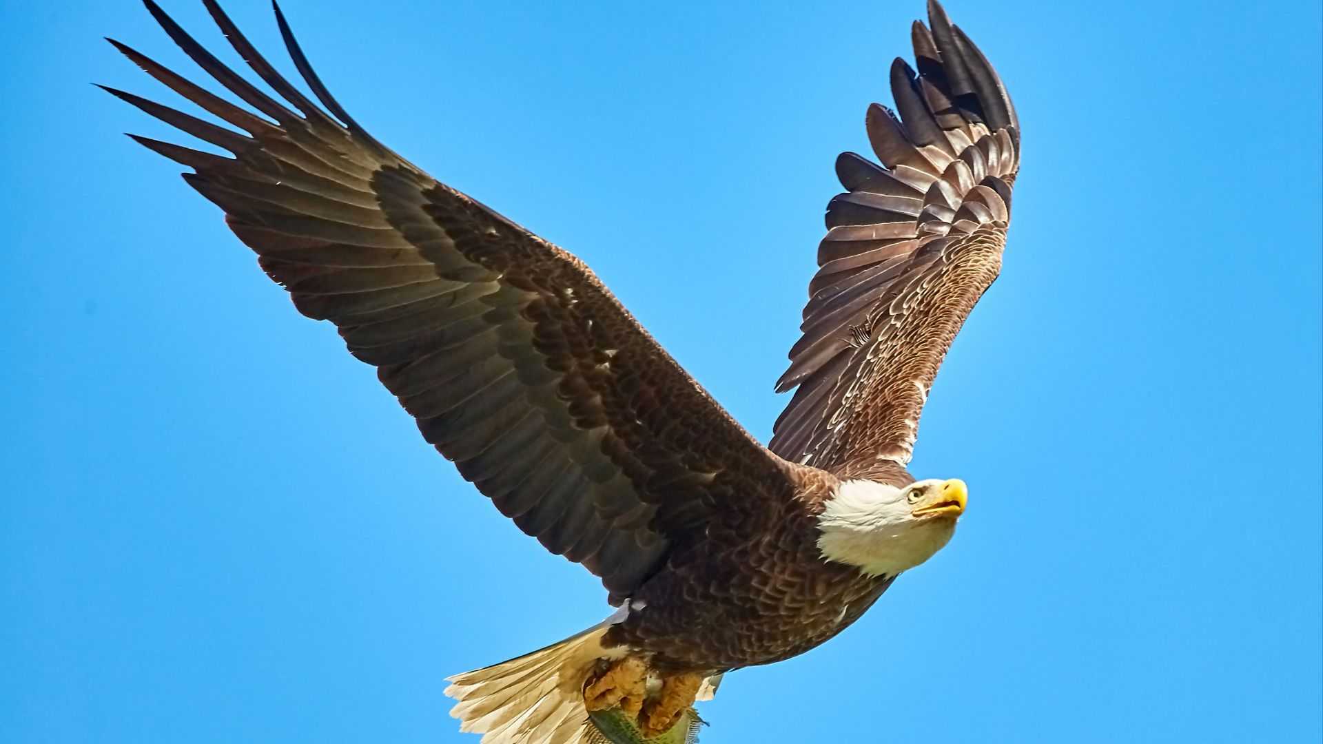 American Bald Eagle flying on sky