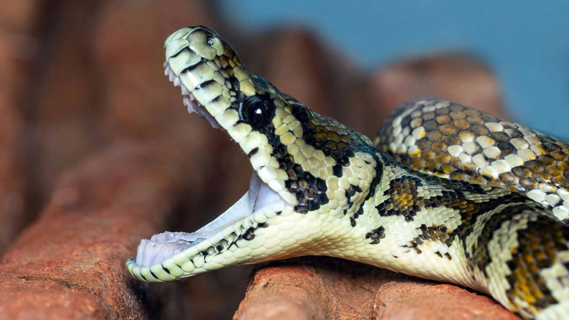 a close up of a snake on a rock