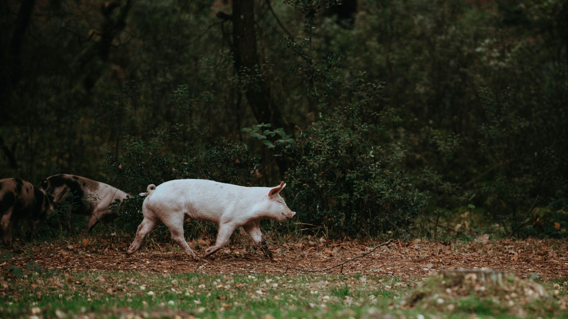white pig walking on grass field