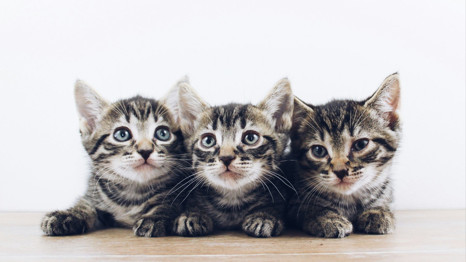 three brown tabby kitten lying on board