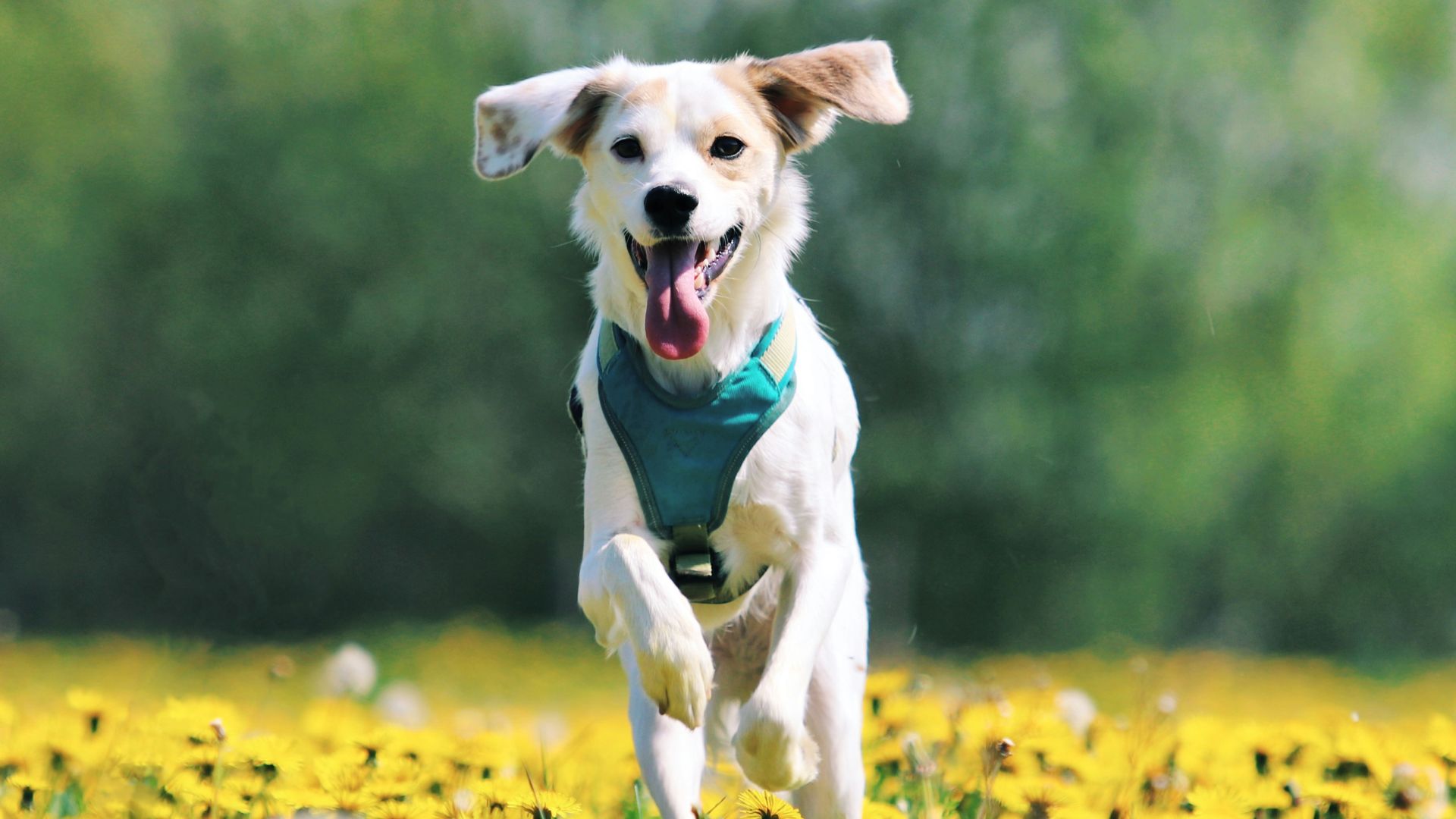 a dog running through a field of yellow flowers