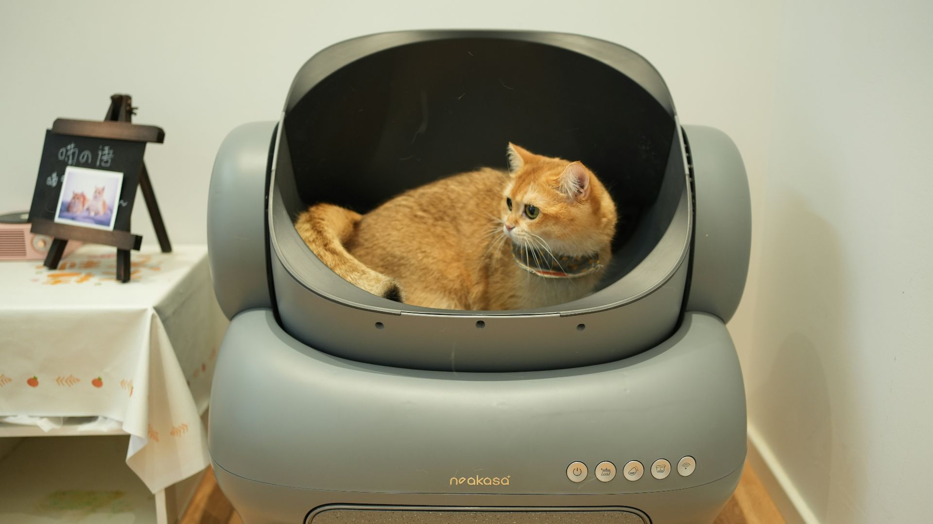 An orange cat sitting in a grey chair
