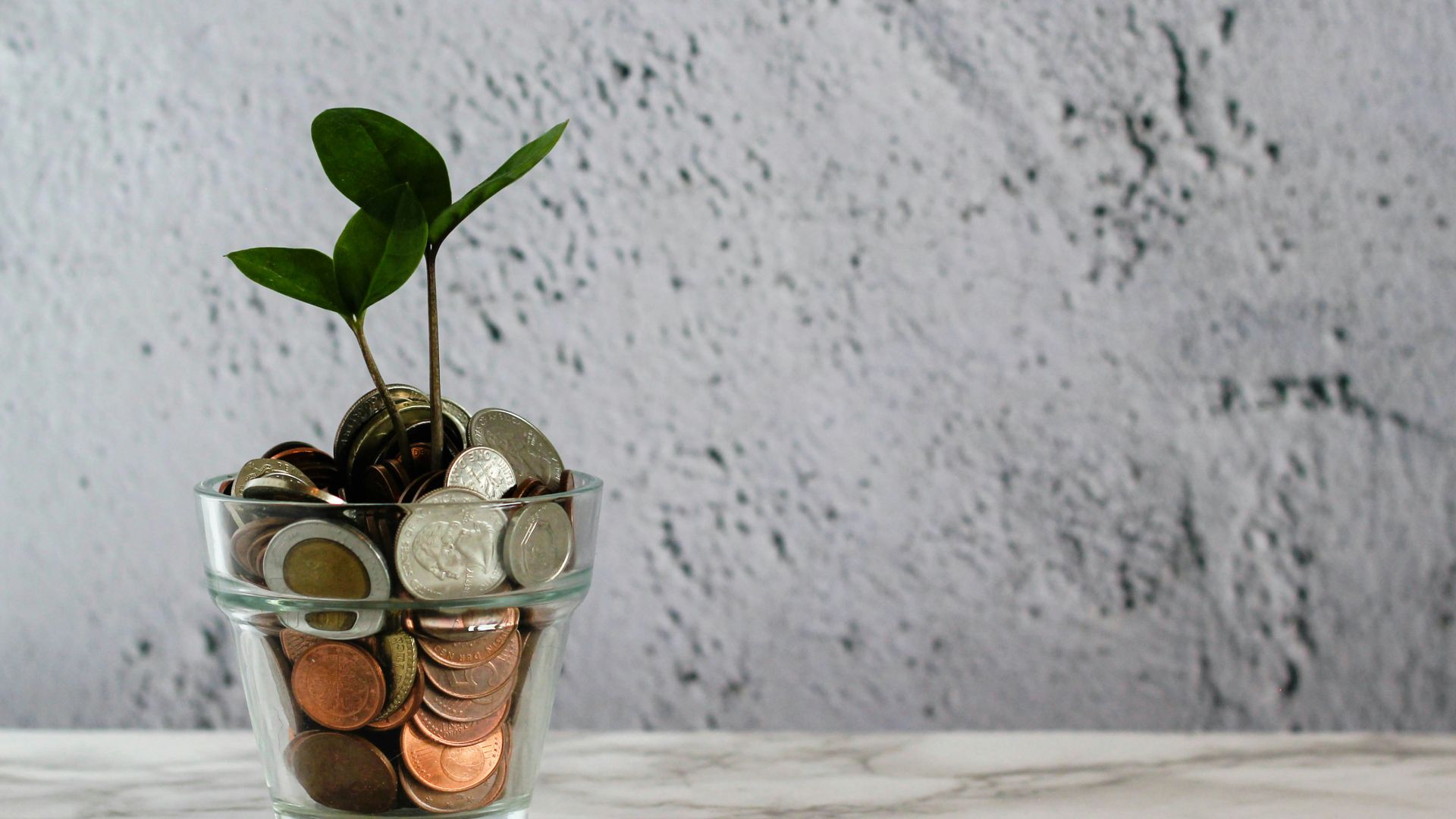green plant in clear glass cup