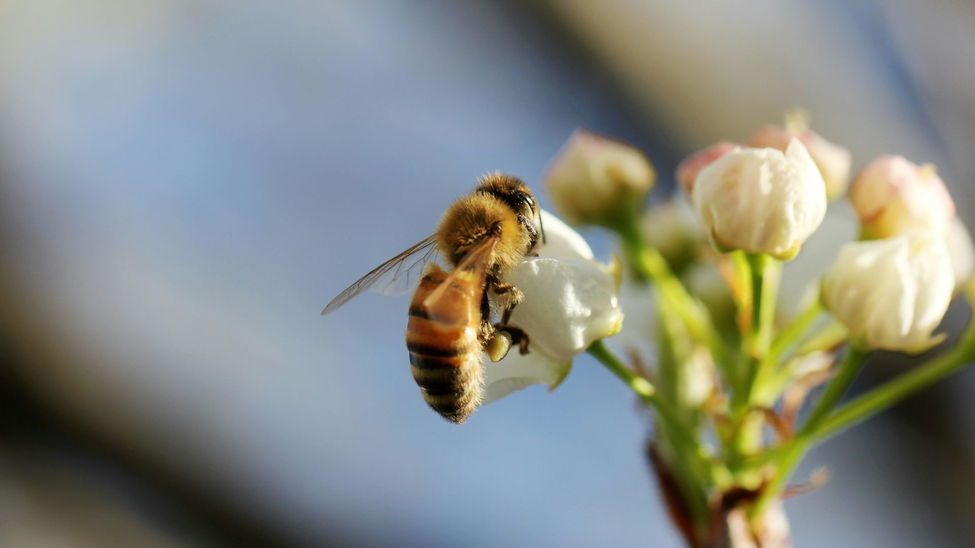 selective focus photography of bee on flower