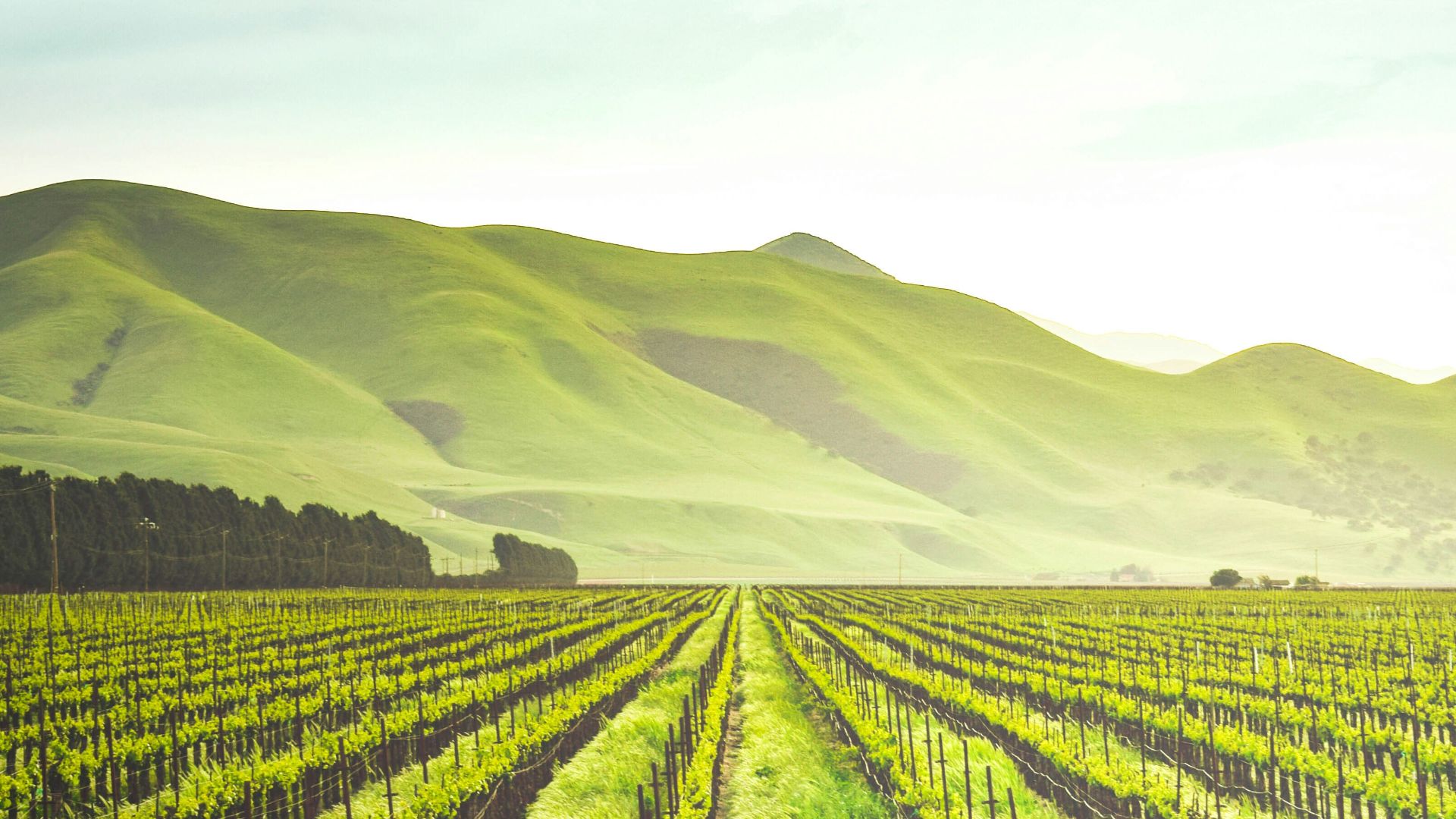 green leafed plants during daytime
