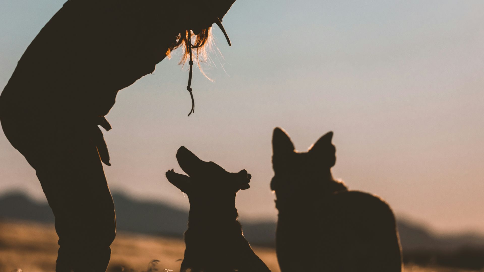 silhouette of 2 horses on grass field during daytime