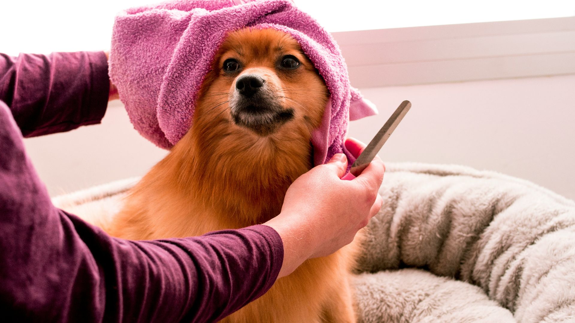 brown pomeranian wearing pink towel