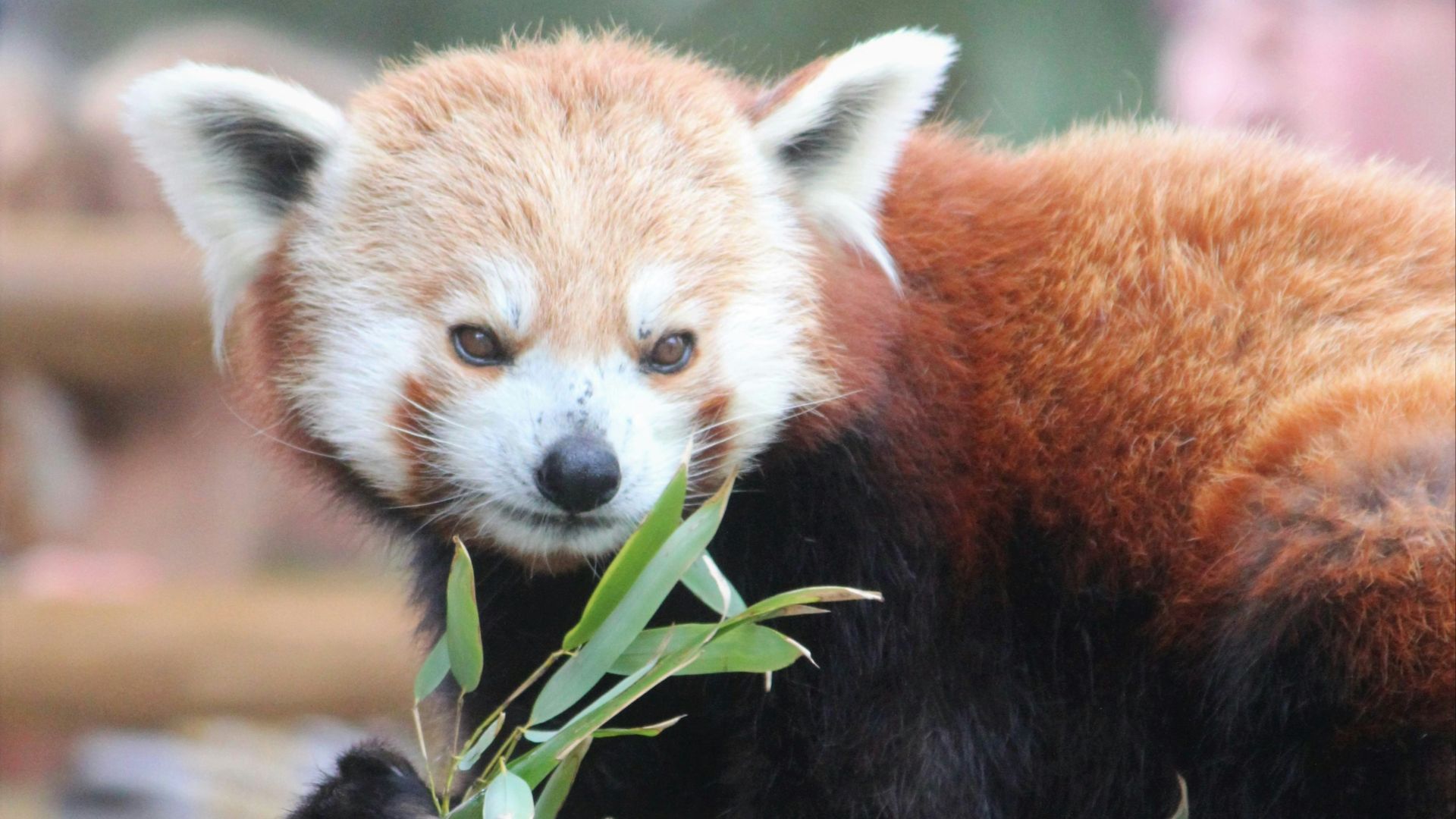 red panda on gray tree trunk