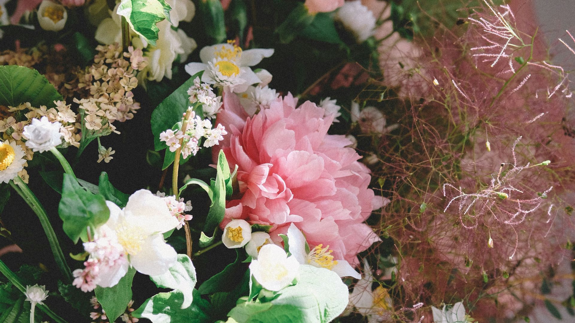 woman holding green leafed plant