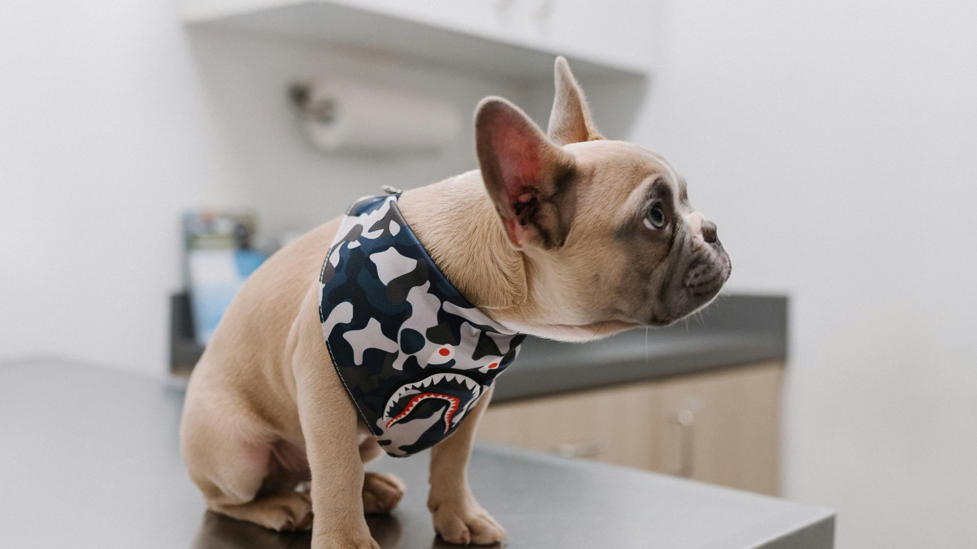 white french bulldog wearing blue and white polka dot shirt