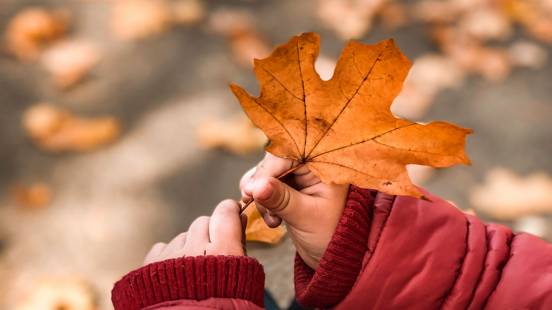 person holding leaf