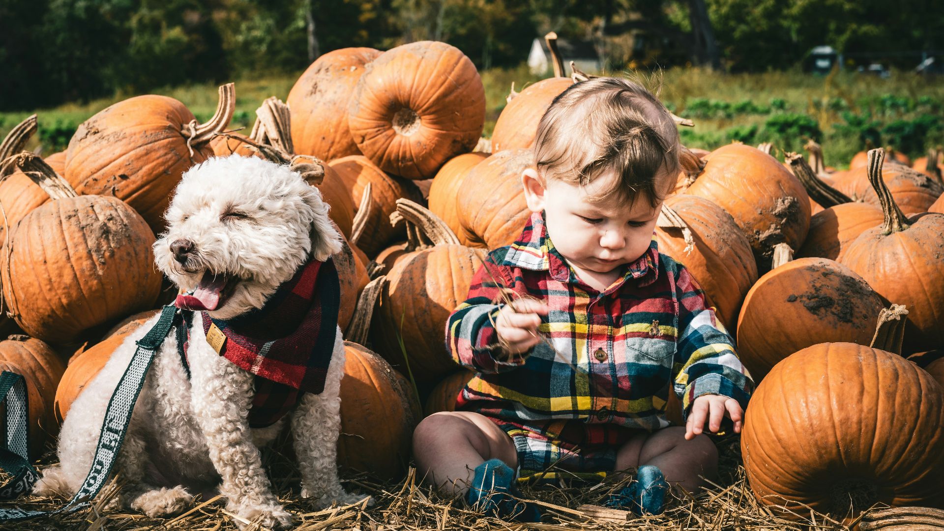 a little boy sitting in a pile of pumpkins