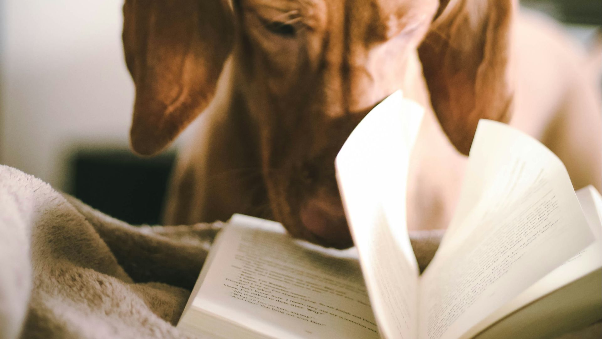 dog reading book during daytime