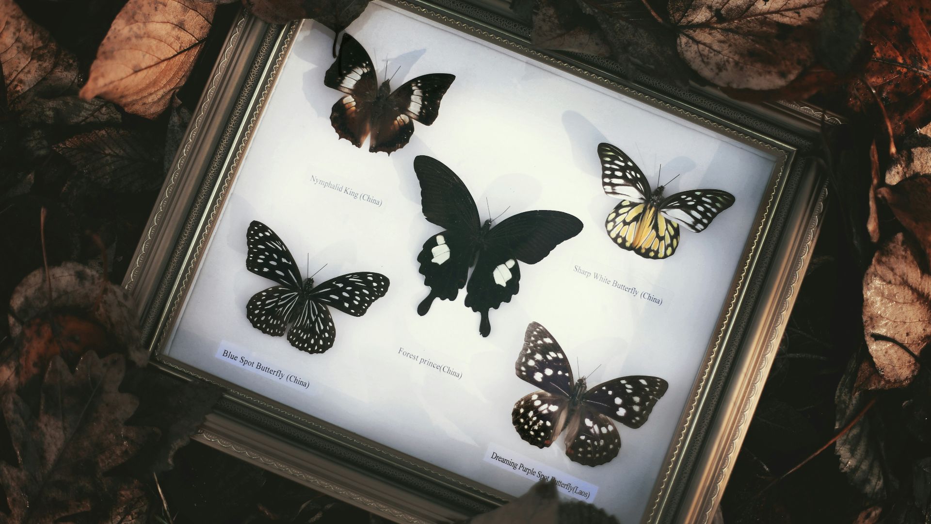 five butterflies with frame