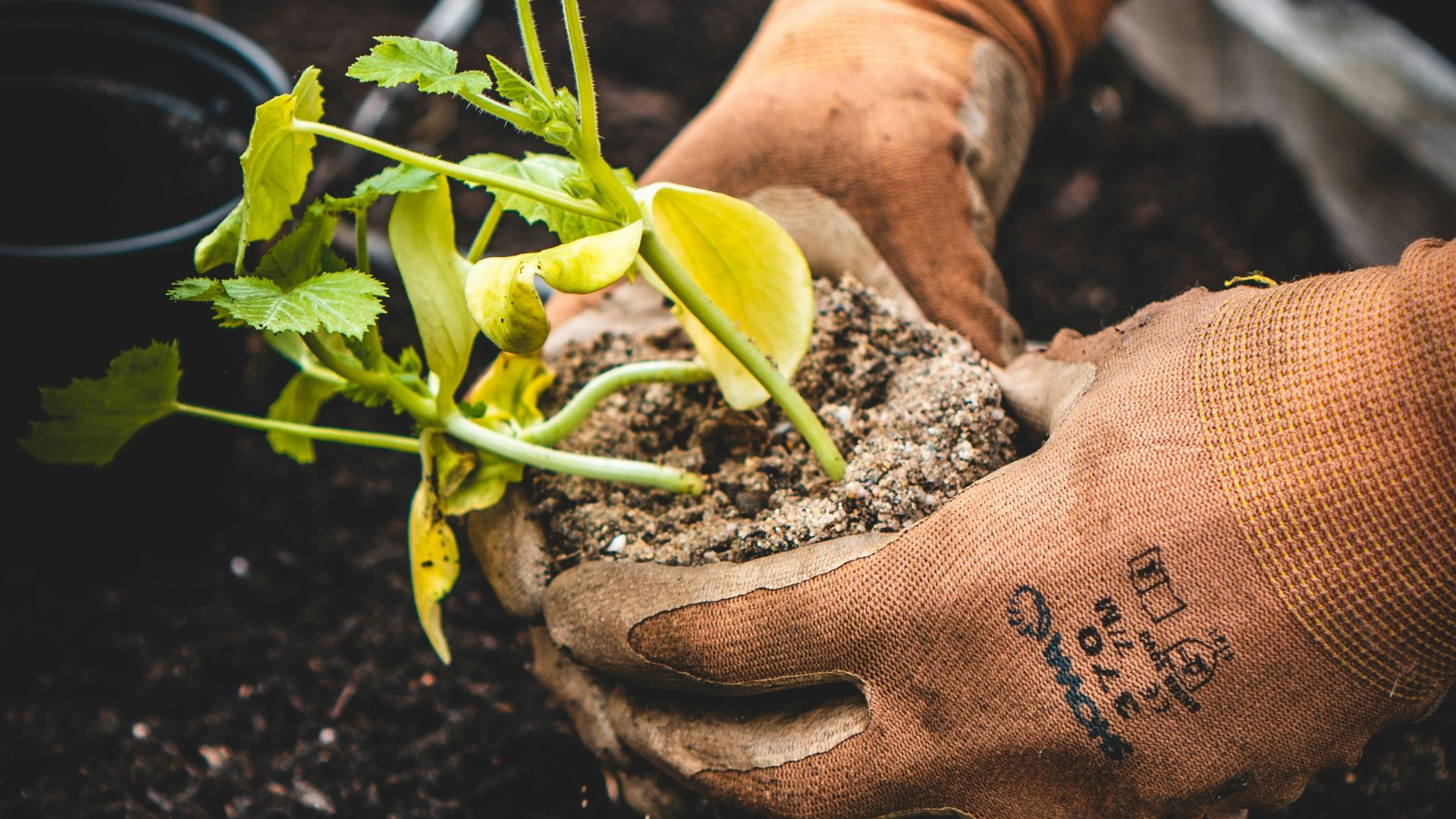 person holding green plant on black pot