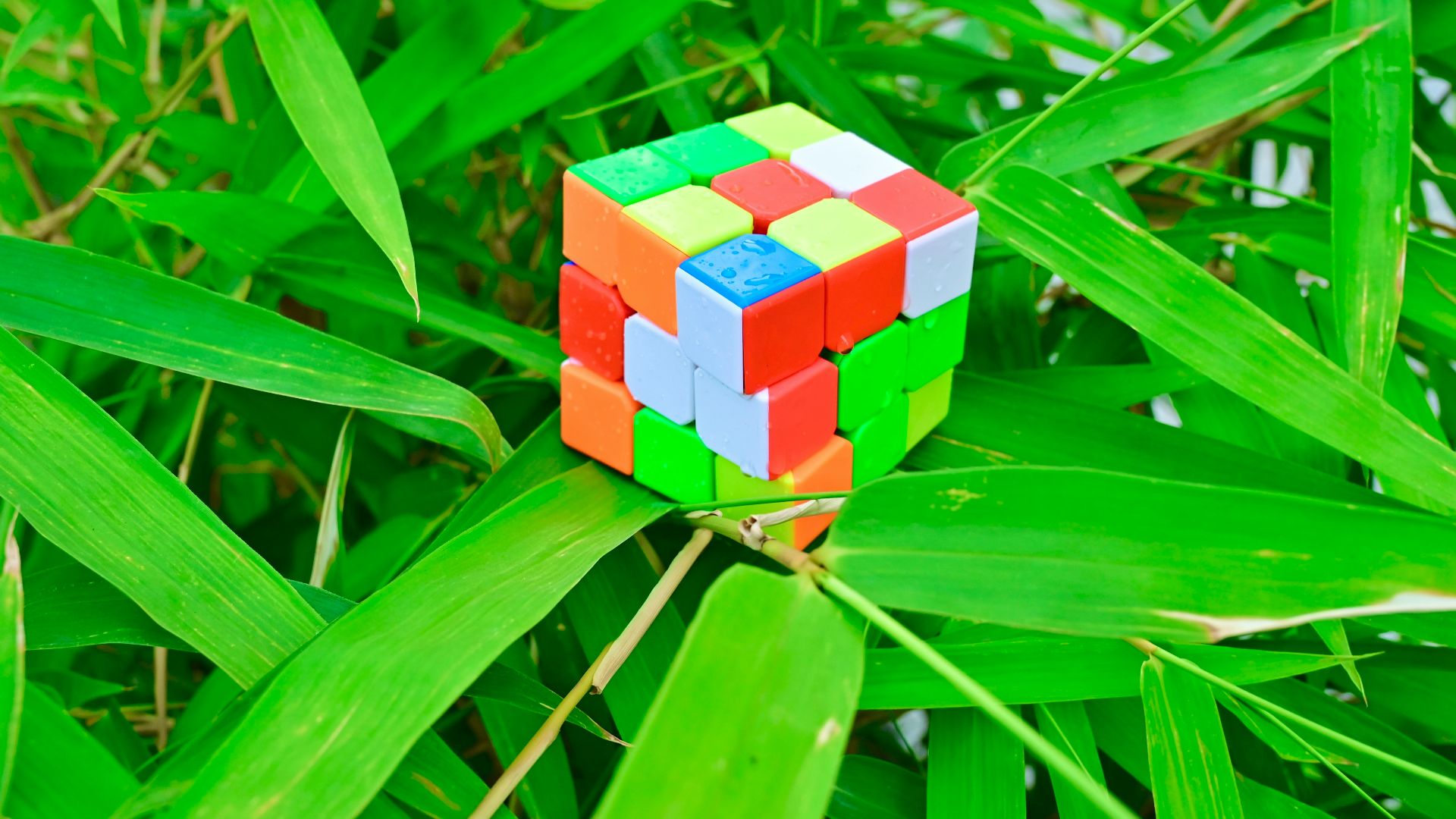 a rubik cube sitting on top of a green plant