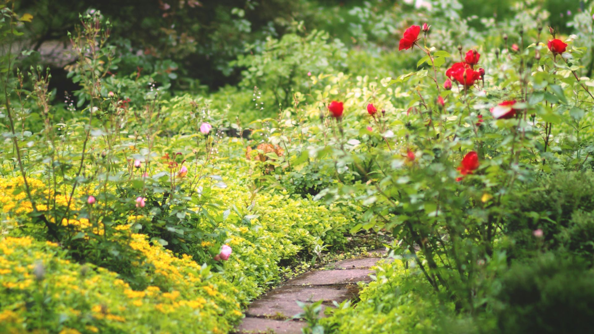 red flowers on green grass field during daytime
