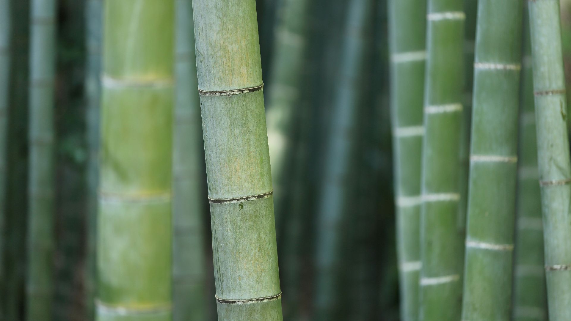 green bamboo shoots